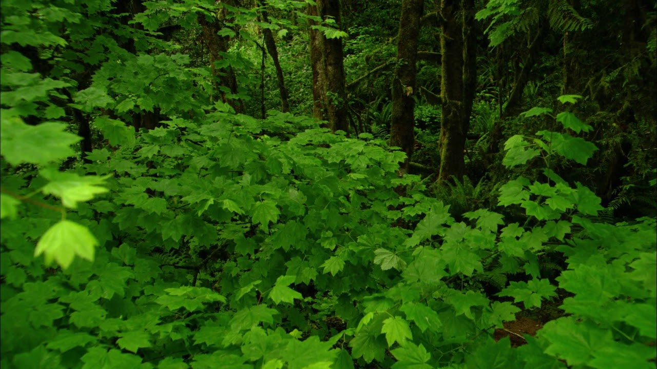 Summer, forest, green leaves, photography&video background