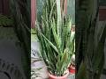 Healthy &amp; Huge Snake Plant Growth#snakeplant#sansevieria#shorts##indoorplants#natureandme91