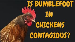 Bumblefoot In Chickens Contagious