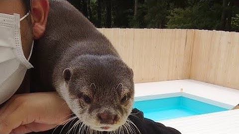 カワウソと特大プールで遊ぼう！play with otters and oversized pool