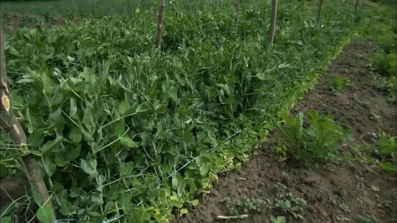 Как подвязывать горох в открытом грунте. Шпалера для гороха. Опора под огурцы стеклопластиковая 2х2 м. Как подвязывать горох в открытом грунте. Как подвязывать горох в открытом грунте.