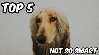 Top 5 Not So Smart Dog Breeds