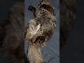 I thought she was sleeping, but nope 😹 #cat #cats #cute #funny #shortvideo #shorts #fyp #pets
