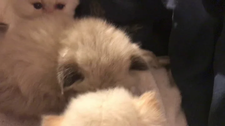 Video 11703691: persian himalayan kittens
