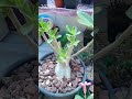 The Art of Pruning: Adenium Masterclass//Искусство обрезки: мастер-класс по адениуму