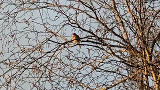 2026-03-29 LJUBLJANA Rakovnik PASSERIFORMES Erithacus rubecula TAŠČICA