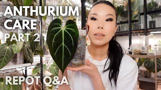 Answering your anthurium care questions! Repot Q&A