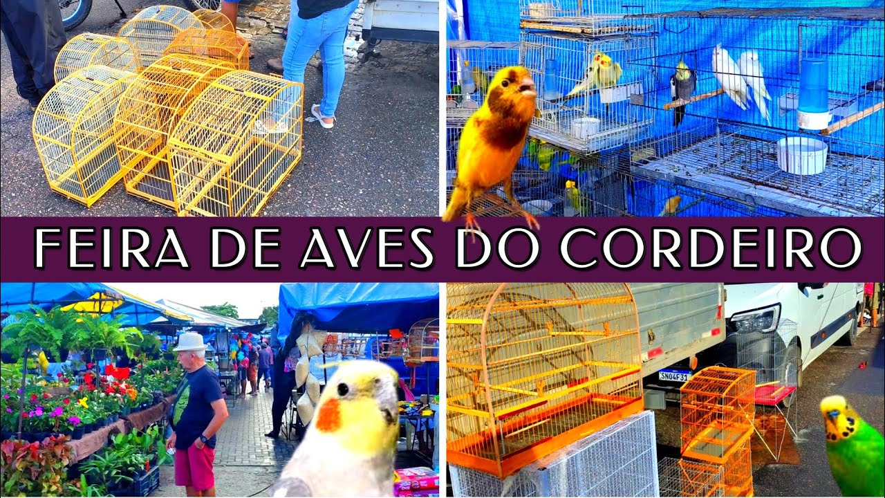 Feira de Pássaros e Gaiolas do Cordeiro  14/12 #gaiola #passaros #criarpassaros