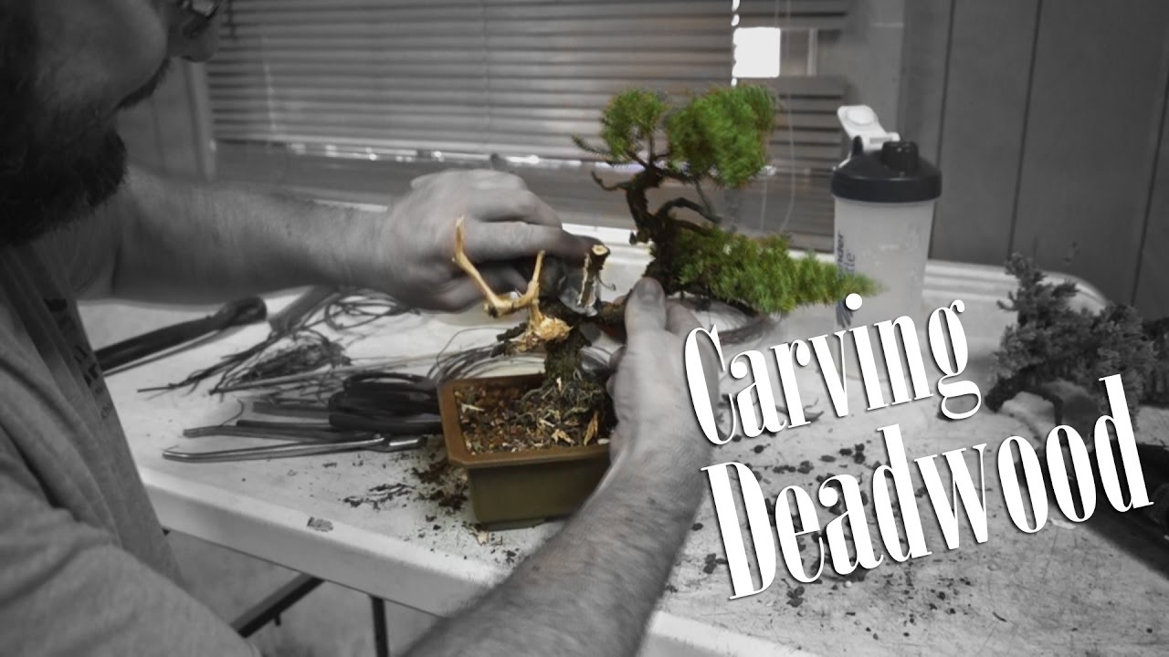 SCHLEY'S BONSAI Carving Deadwood YouTube