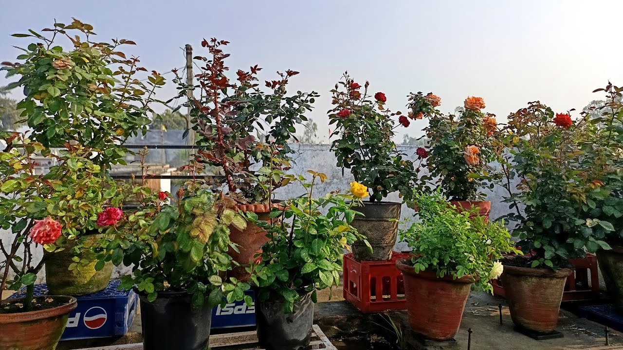 My terrase beautiful rose garden overview the fragrance of rose makes garden more elegant 