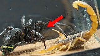 What would HAPPEN if a BLACK WIDOW tries to FEED on a SCORPION? EDUCATIONAL EXPERIMENT