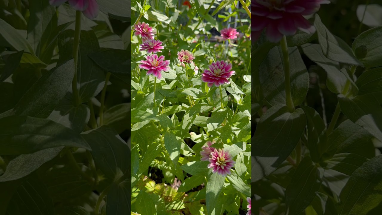 Uploads from From Seed to Spoon Garden Planning App