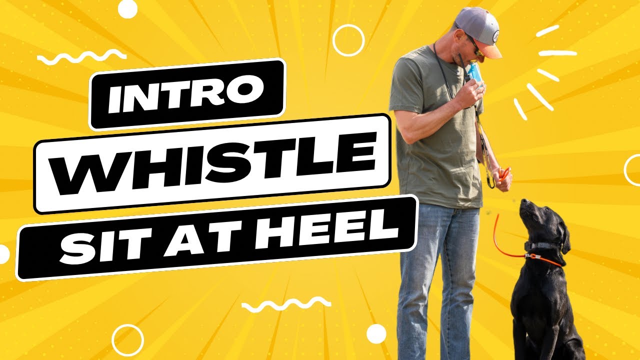 How to stop on a whistle | Duck Dog Training - YouTube