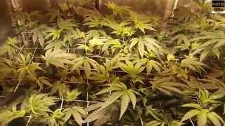 Gorilla Glue #4 Day 1 Flowering Hydro