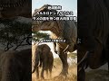 サメの歯を持つ恐竜!カルカロドントサウルスの驚き3選