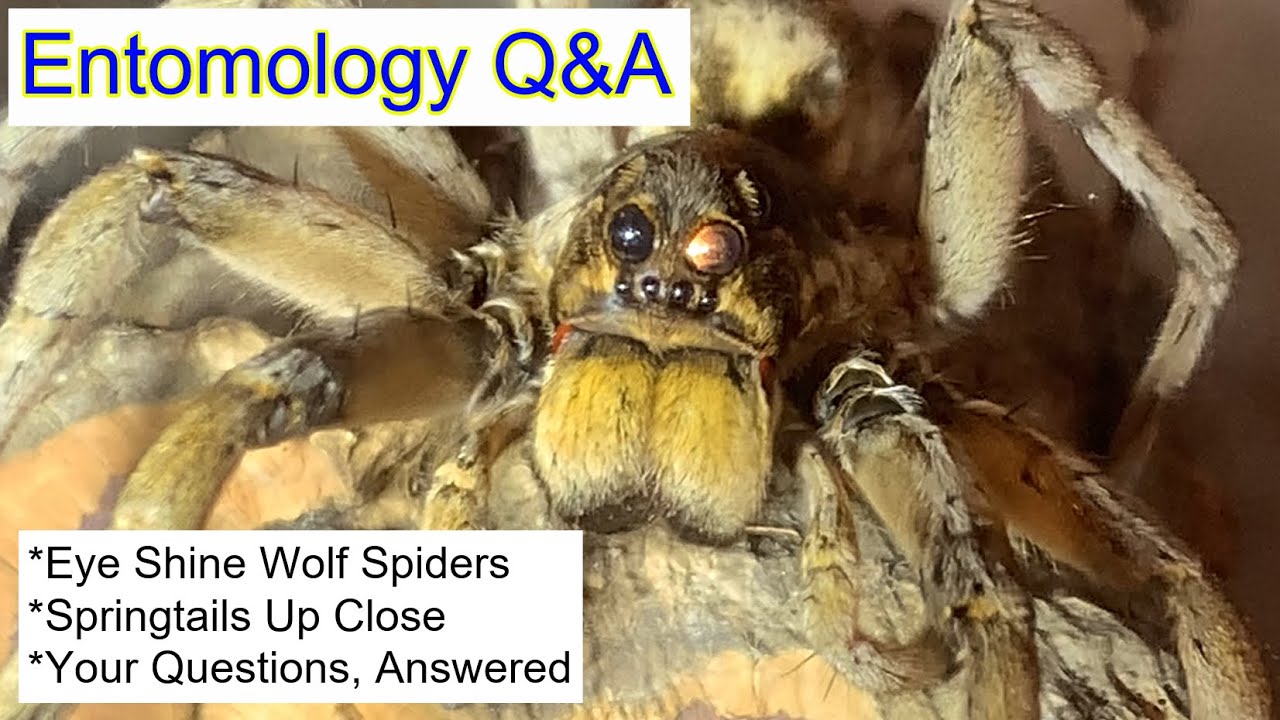 Spring Tale Spiders Wolf Spiders Springtails Entomology Q&A #entomology #spiders # ...