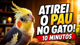 Calopsita Cantando 10 minutos Canto Para Treinar Calopsitas Assobio Atirei