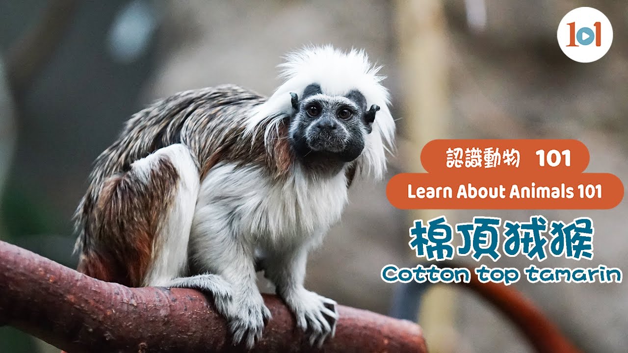 【認識動物101】棉頂狨猴 - YouTube