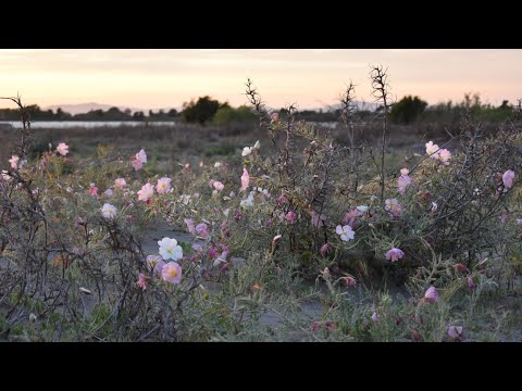 Tweakers and Evening-Primroses of Antioch, California