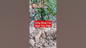 Bạn biết công dụng của Đạm Trúc Diệp chưa?