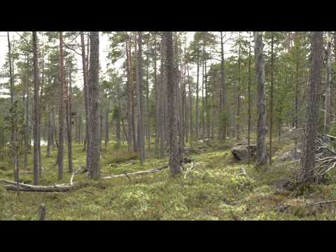 Video: Life Energy Resort: Teluk Finland, Barisan Pertama. Laut, Pokok Pinus, Bukit Pasir Dan Kualiti Hidup Dengan Lumon