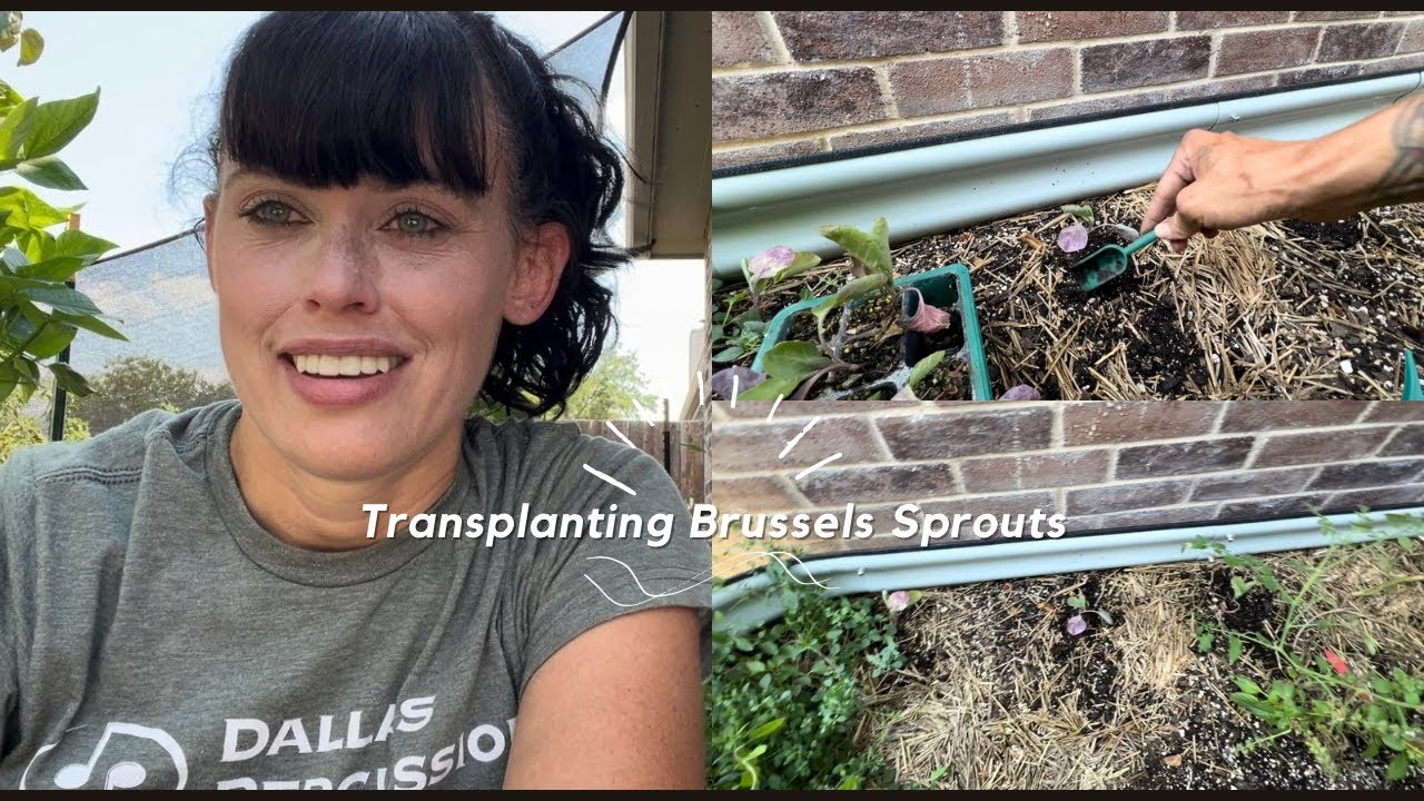 Planting my North Texas Fall Vegetable Garden: Brussels Sprouts