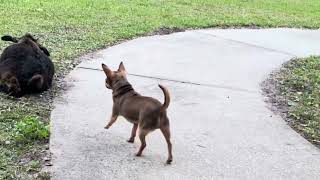 Great Dane and goat neighbor wants in my house with my chihuahuas