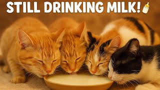 Download Lagu They Still Love Mama’s Milk 🍼 |🍊🧡🔥😹🍼🍼🍼🤍 Heartwarming Cat Family Moment MP3 Download Lagu They Still Love Mama’s Milk 🍼 |🍊🧡🔥😹🍼🍼🍼🤍 Heartwarming Cat Family Moment MP3