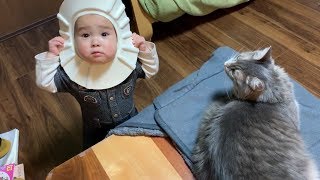 ライオン化する娘を冷やかな目で見つめる猫　ノルウェージャンフォレストキャット　Cat staring at lionized daughter with cold eyes