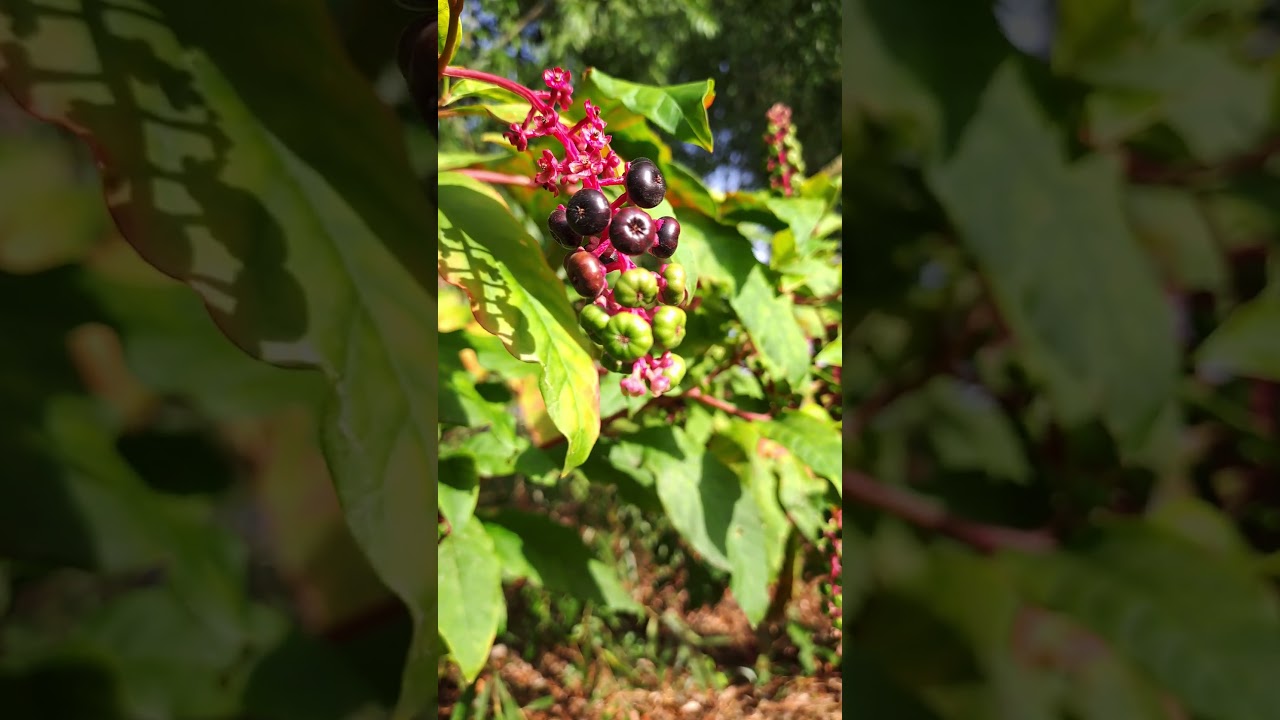 Beautiful but..  [Phytolacca Americana] 