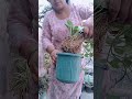 वक्त से बड़ा वफादार कोई नहीं है #love #motivation#shayari #housewifelife #poetry #ytshorts #flowers