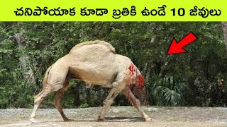 Top 10 Animals with unique abilities | strange animals | facts in telugu | bmc facts | Telugu facts