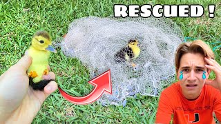 RESCUED ! BABY DUCK FOUND TANGLED In CAST NET ! WHAT NOW ?!