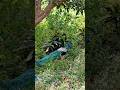 கிளியோபாட்ரா 🦚#ticktock #viral #shorts #trending #tamilsong #watsappstatus #peacock #nationalbird
