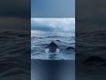 #shorts blender floating boat using geometry nodes #blender #b3d #geometrynodes #blenderocean