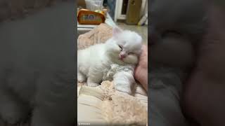 Adorable Kitten Moments 🥹🐾#kitty #cat #kitten #cute #animals