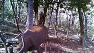 sambar stag call