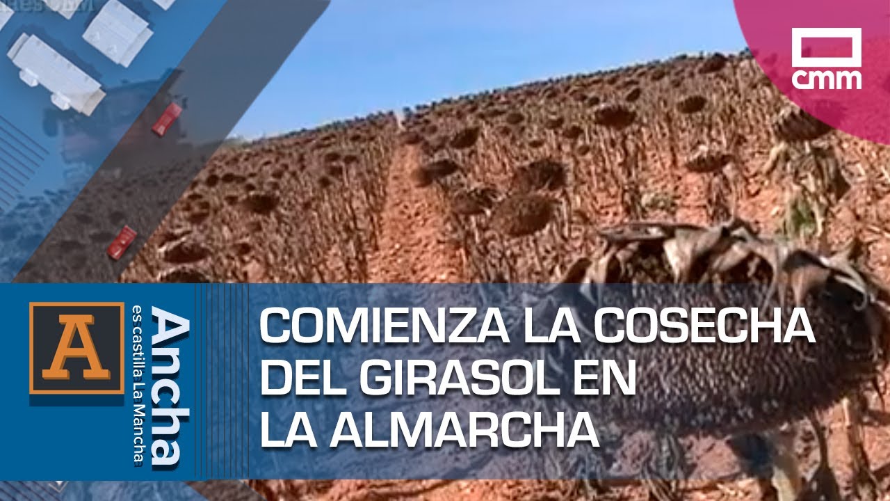 Comienza la cosecha del girasol en La Almarcha