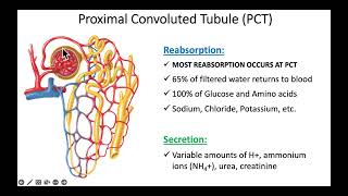 Chapter 26 Urinary 3