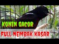 Masteran Konin Agar Gobra Gacor Ocehan Kolibri Ninja Mp3 - Mp4 Download