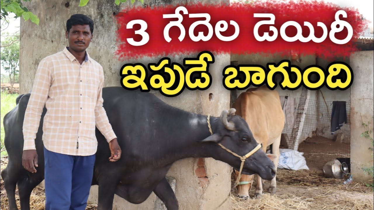 3 గేదెల డెయిరీ మాది | రైతు బడి