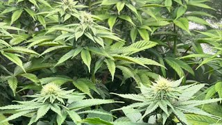 REVEALED: Home Grow in Ohio