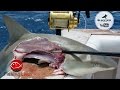 Fishing Live - Shark Fishing in Florida ft. BlacktipH. Kanalgratis.se