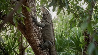 Unbelievable! Giant Monitor Lizard Scales Small Tree Like an ATV 🦎🌴."