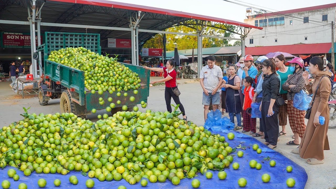 Use Truck Overcome Difficult Road To Buy Many Lemons, Transport Lots Of Lemons Go To Market Sell