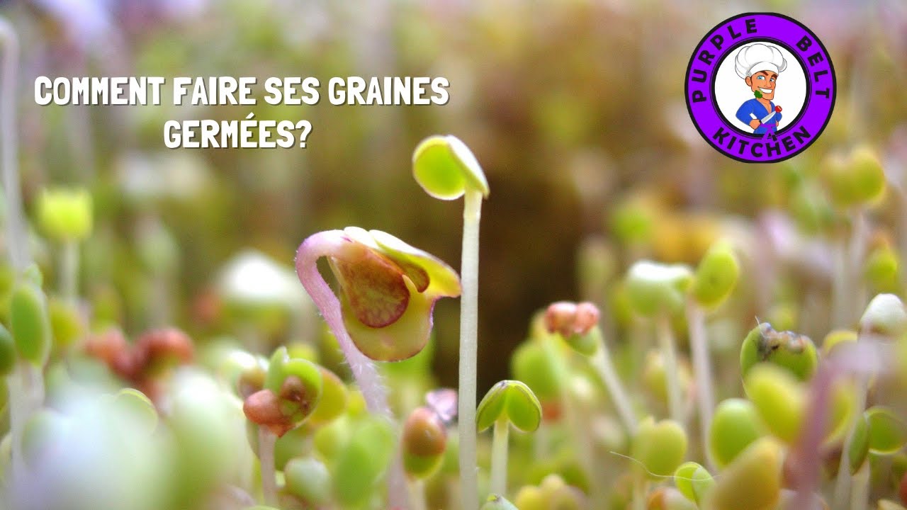 Comment faire ses graines germées?