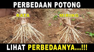 Pentingnya perangsang akar sebelum tanam | Babinsa Ndeso