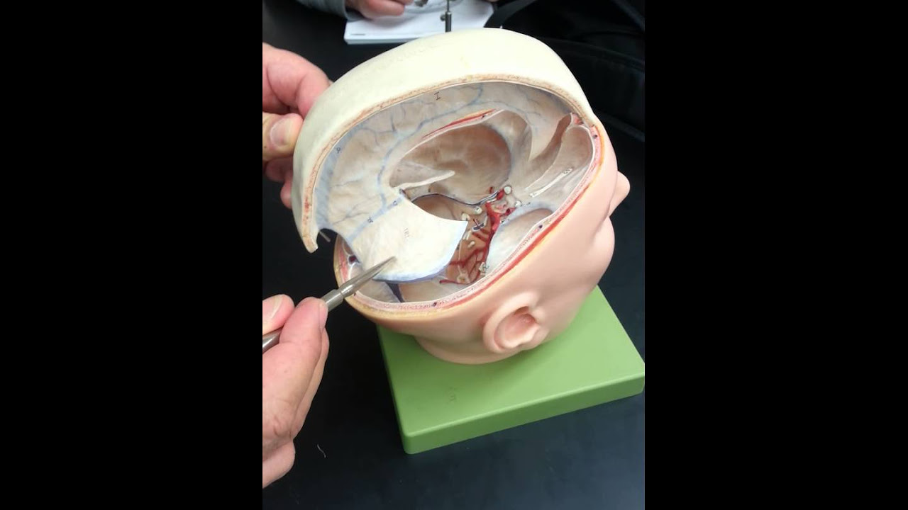 Dura Mater of Brain The Ultimate Guide You Need Now! Eresources.blog