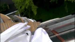 Избавление от летучей мыши видео На балкон залетела летучая мышь