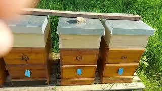 Пчеловодство В Баварии.Отводки матки .